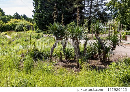 Yucca in May at the Nitra Botanical Garden in Slovakia. Yucca is a common plant in Central America. Yucca is a genus of woody plants in the subfamily Agavoideae of the family Asparagaceae. Yucca in May at the Nitra Botanical Garden in Slovakia. Yucca is a common plant in Central America. Yucca is a genus of woody plants in the subfamily Agavoideae of the family Asparagaceae. 135929423