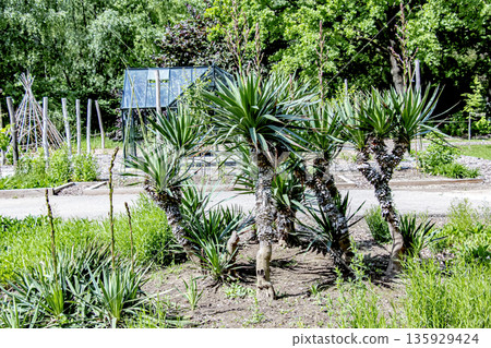 Yucca in May at Nitra Botanical Garden in Slovakia. Yucca is a common plant in Central America. Yucca is a genus of woody plants in the subfamily Agavoideae of the family Asparagaceae. 135929424