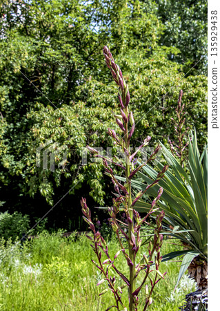 Yucca in May at the Nitra Botanical Garden in Slovakia. Yucca buds. Yucca is a common plant in Central America. It is a genus of evergreen plants in the subfamily Agavoideae of the family Asparagaceae 135929438