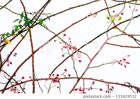 White wall and red rose buds White wall and red rose buds 135929532