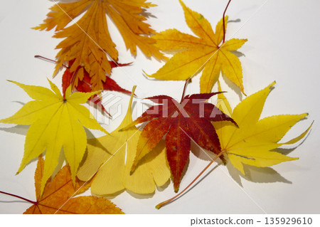 These are maple leaves placed on a white background. 135929610