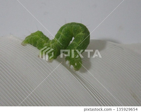 幼蟲 幼蟲 135929654