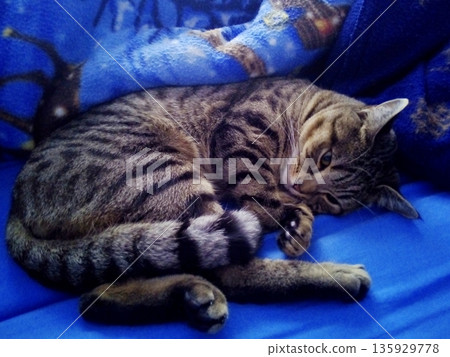 Tabby kitten sleeps sweetly on a soft blue bed Tabby kitten sleeps sweetly on a soft blue bed 135929778