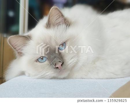 Calm Snow-white cat with blue eyes lies looking into the distance 135929825