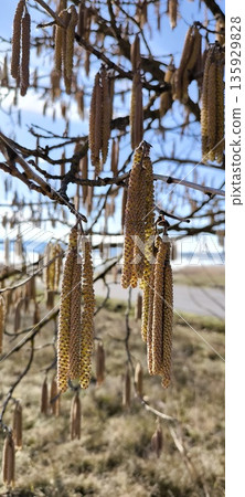 Flowering hazel catkins in spring Flowering hazel catkins in spring 135929828
