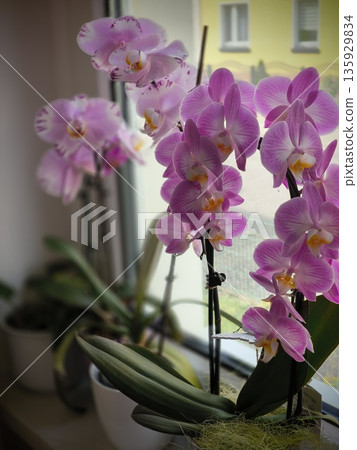 Delicate pink orchid flowers on the windowsill Delicate pink orchid flowers on the windowsill 135929834