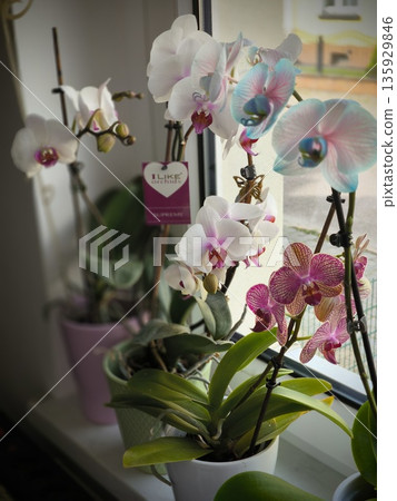 Blooming multi-colored delicate orchids on the windowsill 135929846