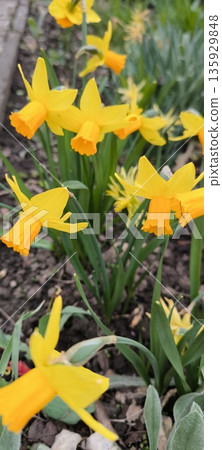 Bright yellow daffodils in the garden Bright yellow daffodils in the garden 135929848