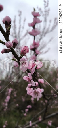 Flowering branches of peach in spring Flowering branches of peach in spring 135929849