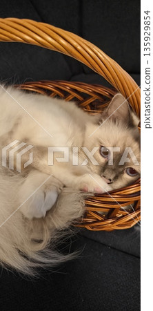 A cute fluffy Birman cat peeks out of a wicker basket 135929854