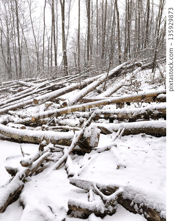 Numerous fallen tree trunks in the forest under a layer of snow Numerous fallen tree trunks in the forest under a layer of snow 135929873