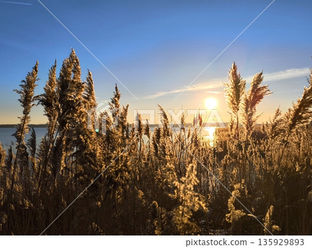 Golden ears of reed on the lake shore in the rays of a winter sunset Golden ears of reed on the lake shore in the rays of a winter sunset 135929893