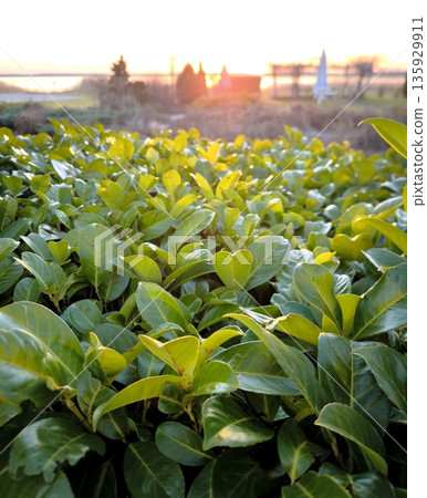 Juicy green leaves of a bush in the rays of the setting sun Juicy green leaves of a bush in the rays of the setting sun 135929911