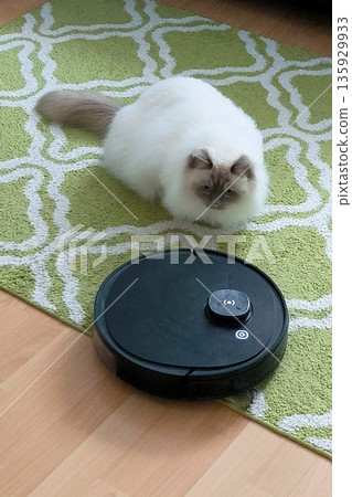 A Burmese cat watches a robotic vacuum cleaner on a carpet. 135929933