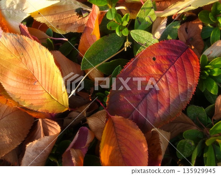 Fallen leaves 135929945