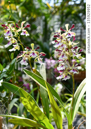 Encyclia Symphon Smile Encyclia Symphon Smile 135929952