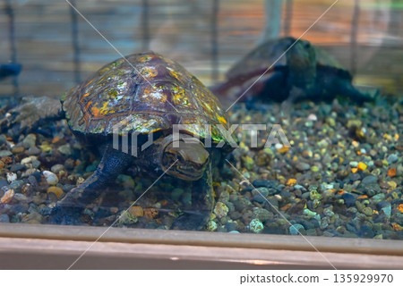 江戶川自然動物園的日本池龜 135929970