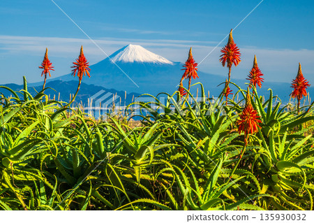美秀海灘和富士山上的蘆薈花 135930032
