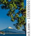 Miho no Matsubara pine trees and Mount Fuji 135930050