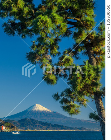 Miho no Matsubara pine trees and Mount Fuji Miho no Matsubara pine trees and Mount Fuji 135930050