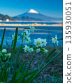 Daffodils on Miho Coast and Mount Fuji 135930051