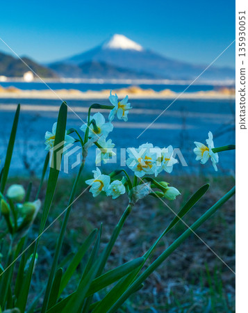 Daffodils on Miho Coast and Mount Fuji Daffodils on Miho Coast and Mount Fuji 135930051