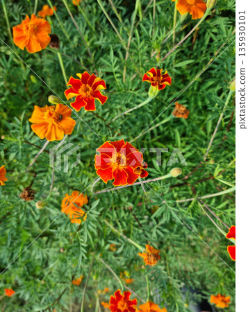 These are red marigolds blooming in the flower bed. 135930101