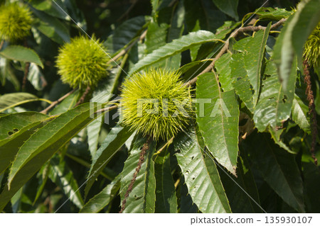 green Chestnut bur in forest green Chestnut bur in forest 135930107
