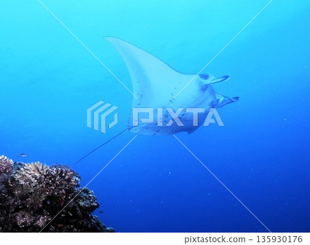 Manta Manta 135930176