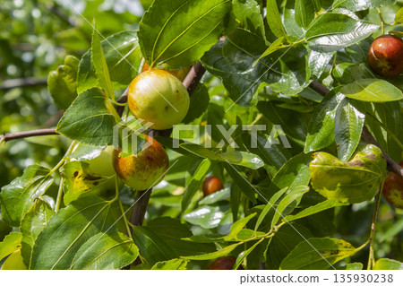 The jujube tree is an open tree. 135930238