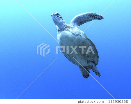 綠海龜 綠海龜 135930268