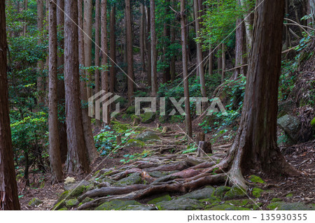 A path of faith, World Heritage Site, Kumano Kodo Iseji, Matsumoto Pass A path of faith, World Heritage Site, Kumano Kodo Iseji, Matsumoto Pass 135930355