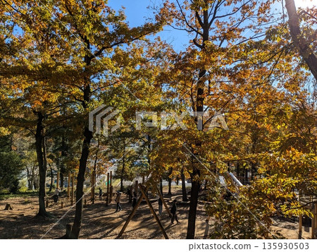野山北和六道山公園的秋葉景色優美 野山北和六道山公園的秋葉景色優美 135930503