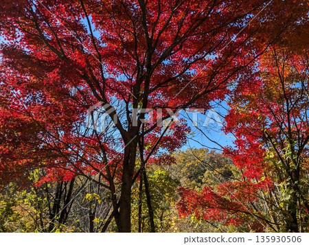 野山北和六道山公園的秋葉景色優美 野山北和六道山公園的秋葉景色優美 135930506
