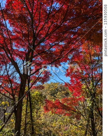 野山北和六道山公園的秋葉景色優美 野山北和六道山公園的秋葉景色優美 135930508