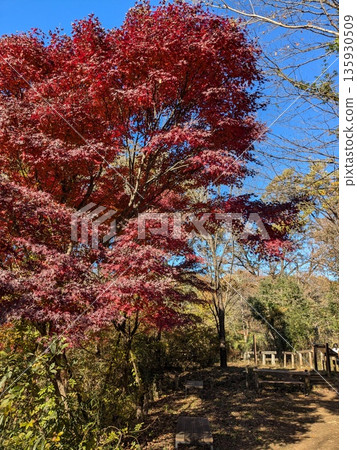 野山北和六道山公園的秋葉景色優美 135930509