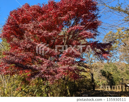 Beautiful autumn foliage at Noyamakita and Rokudoyama Park 135930511