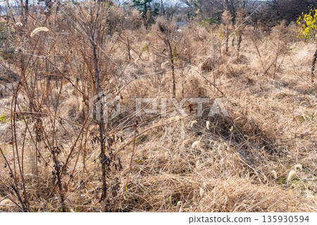 Abandoned farmland in winter 135930594