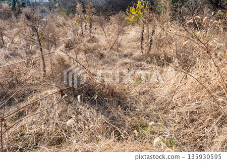 Abandoned farmland in winter 135930595