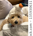 Kagami mochi and toy poodle 135930631