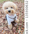 toy poodle  135930632