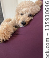 Sleepy toy poodle 135930646