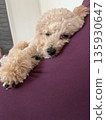 Dollar toy poodle dog 135930647