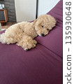 Toy poodle for a nap 135930648