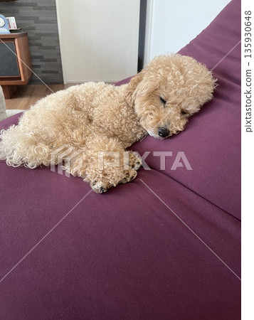 Toy poodle for a nap 135930648