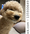 Doya face toy poodle 135930649