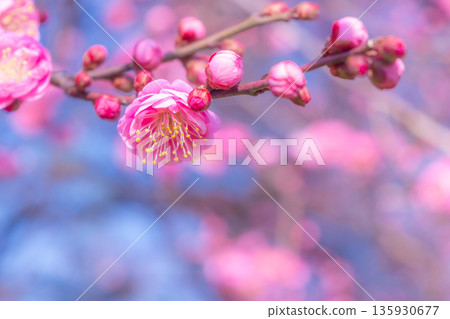 甜紅海鯛 135930677