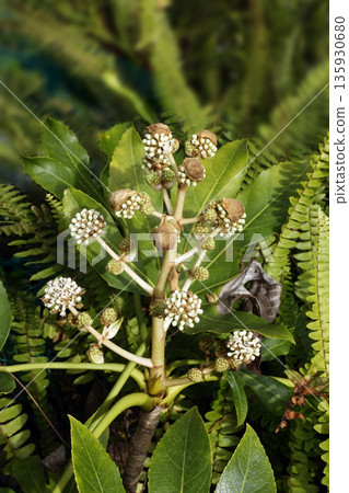 在十二月清晨的陽光下，八角金盤（Fatsia japonica）盛開著小小的球形白色花朵。 135930680