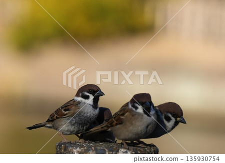 三隻麻雀，羽毛緊緊貼 135930754