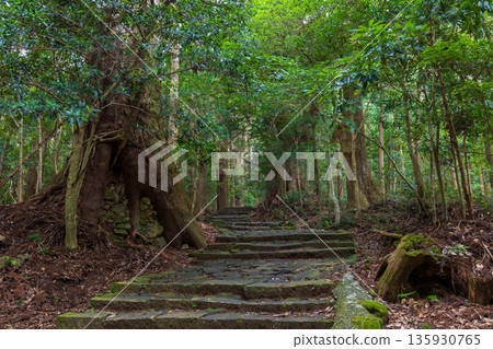 A path of faith, World Heritage Site, Kumano Kodo Nakahechi, Daimonzaka A path of faith, World Heritage Site, Kumano Kodo Nakahechi, Daimonzaka 135930765